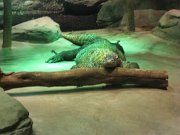 IMG_5593