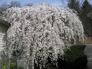 IMG_8147
