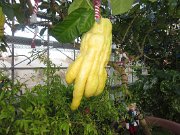 IMG_4915