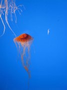 IMG_5022