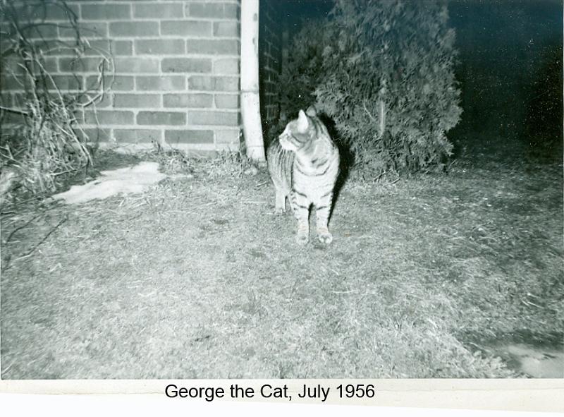 1956_Greer_cat_Geo