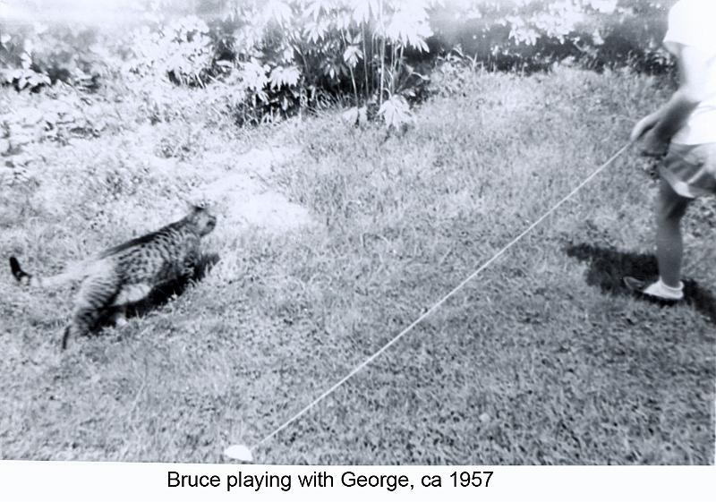 1957_Greer_cat_Geo-1