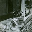1949_Greer_dog_Pudgie