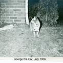 1956_Greer_cat_Geo