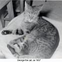 1957_Greer_cat_Geo-2