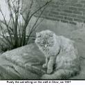 1957_Greer_cat_Rusty-2