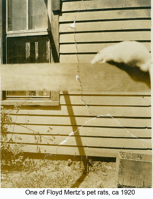 1910_Mertz_Floyd_rat
