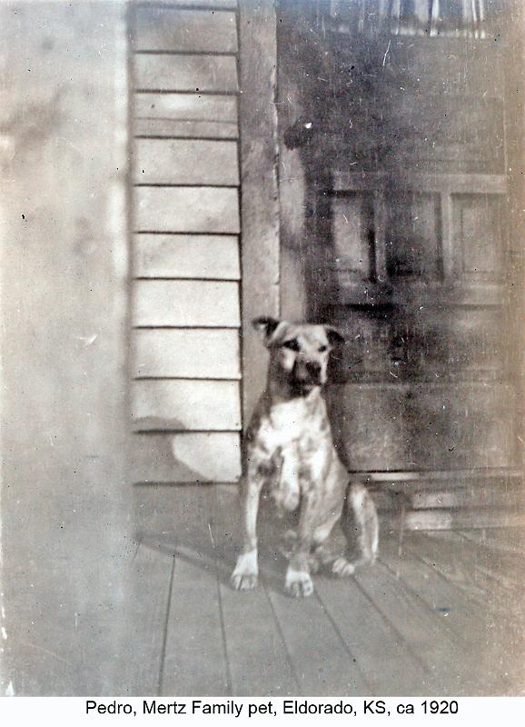 1920_Mertz_dog