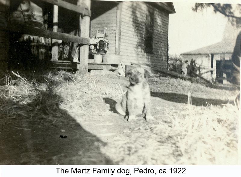 1922_Mertz_dog
