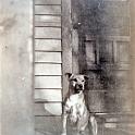 1920_Mertz_dog