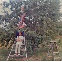 1976-3_Davis_Summers