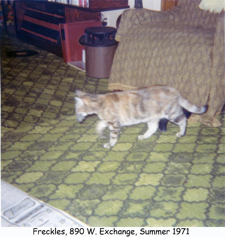 1971_39d_cat