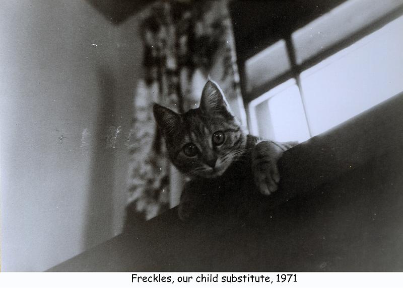 1971_41_cat