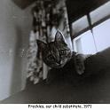 1971_41_cat