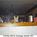 1971_42-1b_890_cat