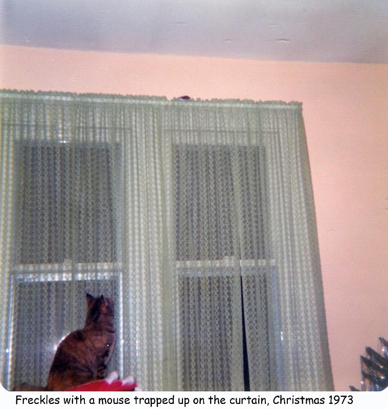 1973_59b_xmas_cat