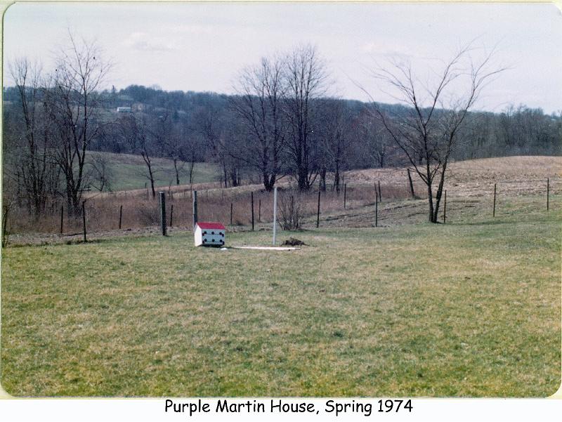 1974_4_ott_purple_martin1