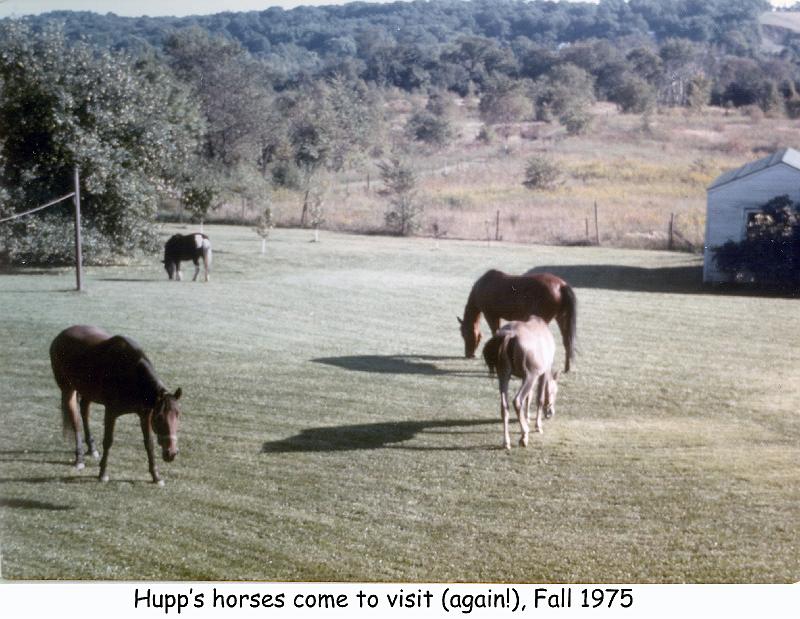 1975_39_ott_back_yard