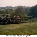 1975_6_ott_back_yard