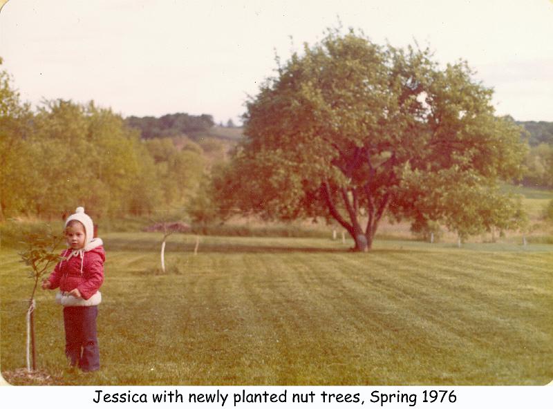1976_17_jg_nut_trees