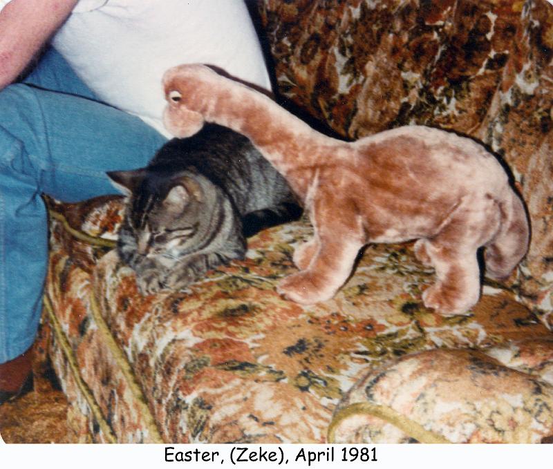 1981_40_east_cat