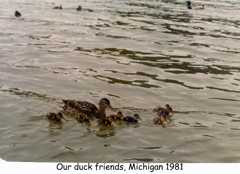1981_63_mich_ducks