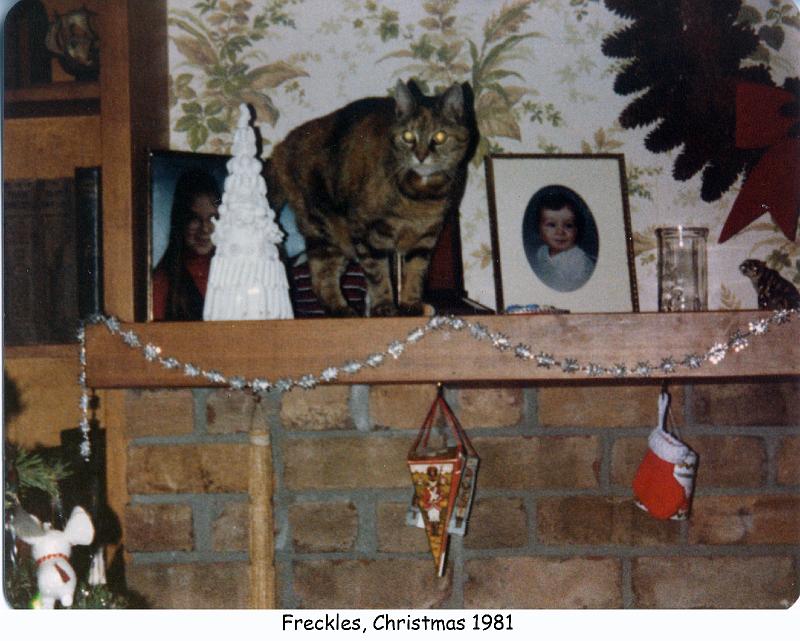 1981_98-1a_xmas_cat