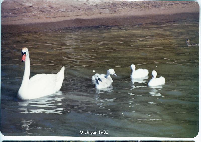 1982_54f_mich