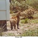 1982_27c_cat