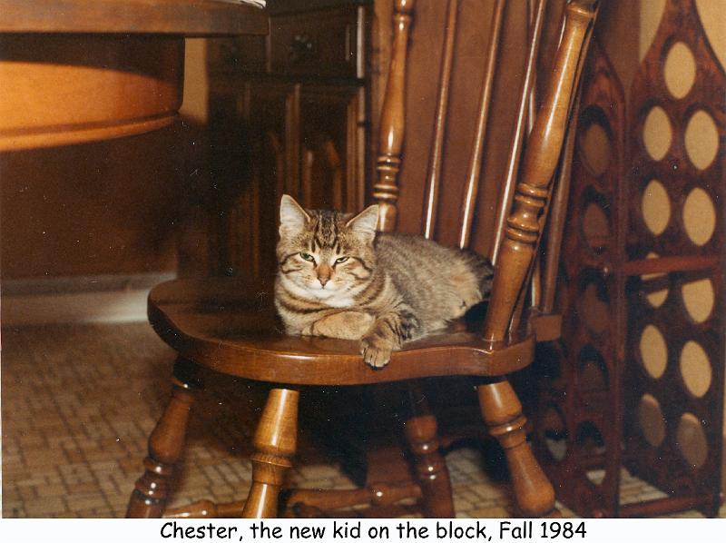 1984_79_cat