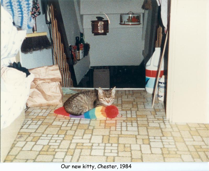 1984_83a_cat