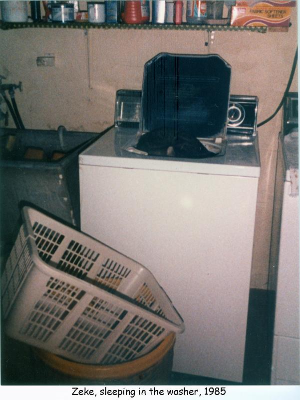 1985_02-5b_cat