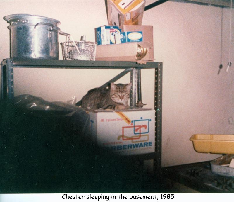 1985_02-5c_cat