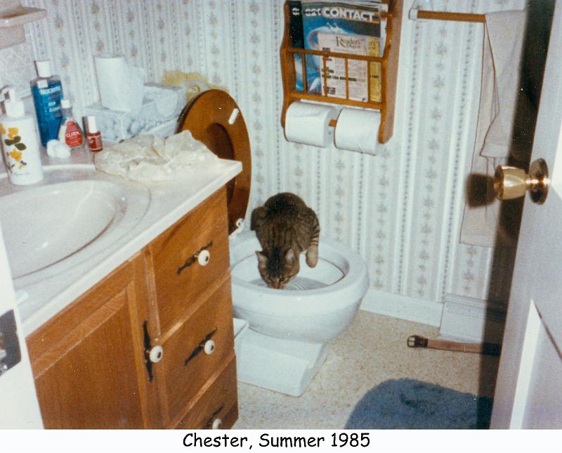 1985_34_cat