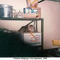 1985_02-5c_cat