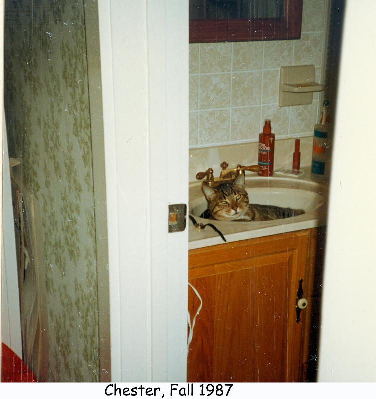 1987_45_cat