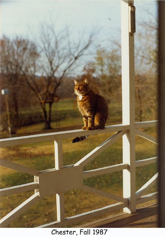 1987_70g_cat