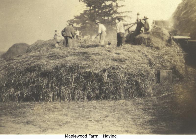 1911_Maplewood_haying