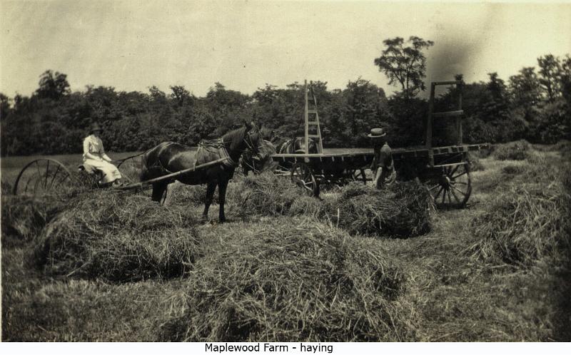 1911_Maplewood_haying2