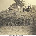 1911_Maplewood_haying