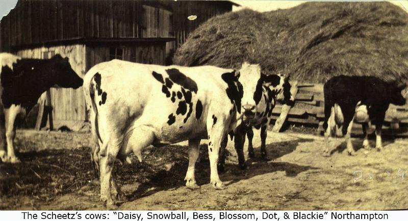 1923_Scheetz_cows