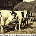 1923_Scheetz_cows