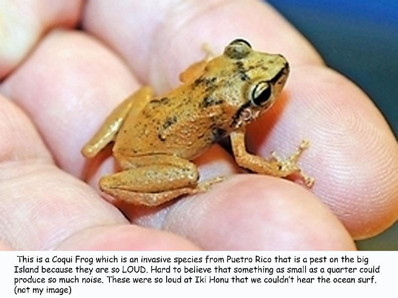 coqui_frog
