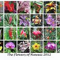 flowers_of_hawaii