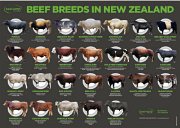 IMG_7571 NZ beef