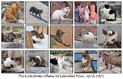 IMG_2488b_cats_composite